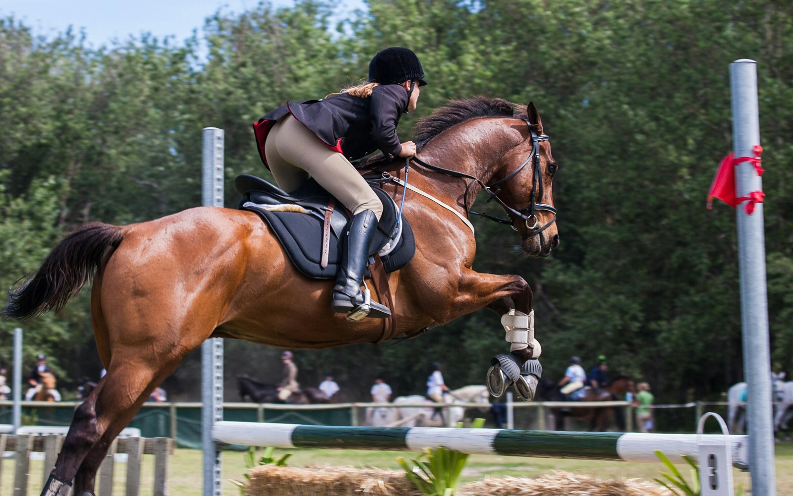 Voorpag - Herobanner  - Paardensport